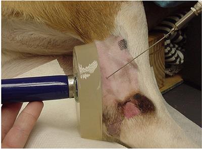 Effect of Therapeutic Ultrasound on Calcaneal Tendon Heating and Extensibility in Dogs